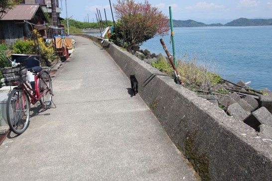 島で見かけた2匹目の猫