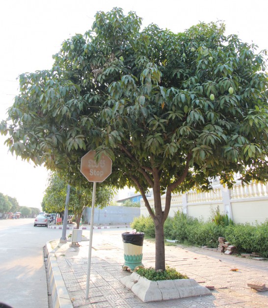 街路樹のマンゴー