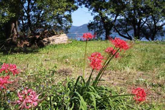 彼岸花の赤と琵琶湖の青のコントラストが美しいですね。