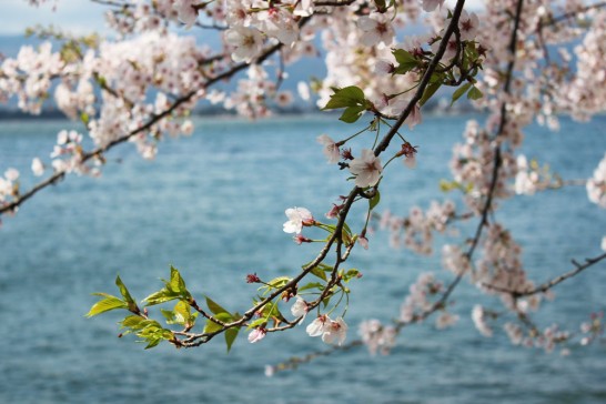 琵琶湖に桜が映えます