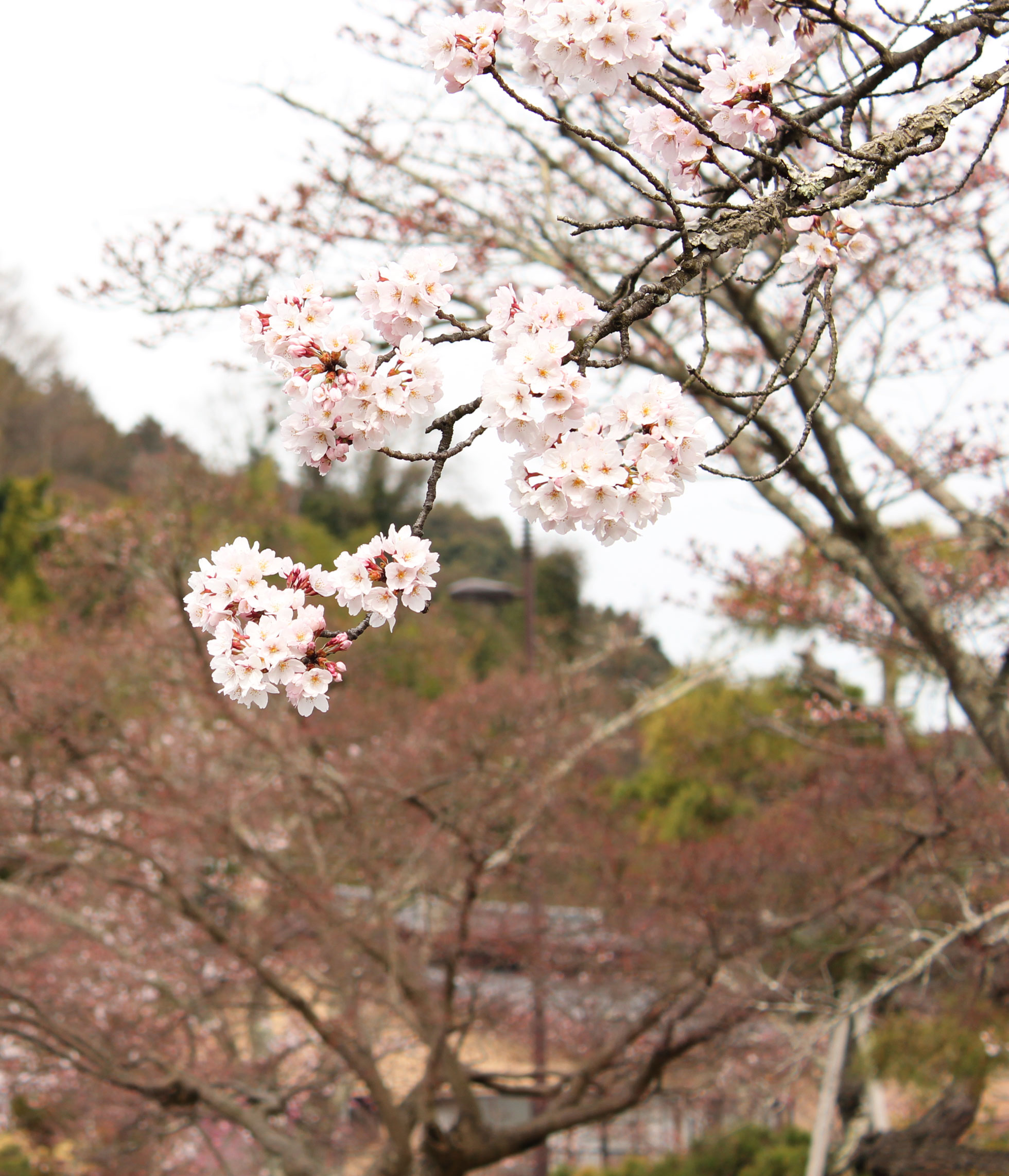 門前の桜