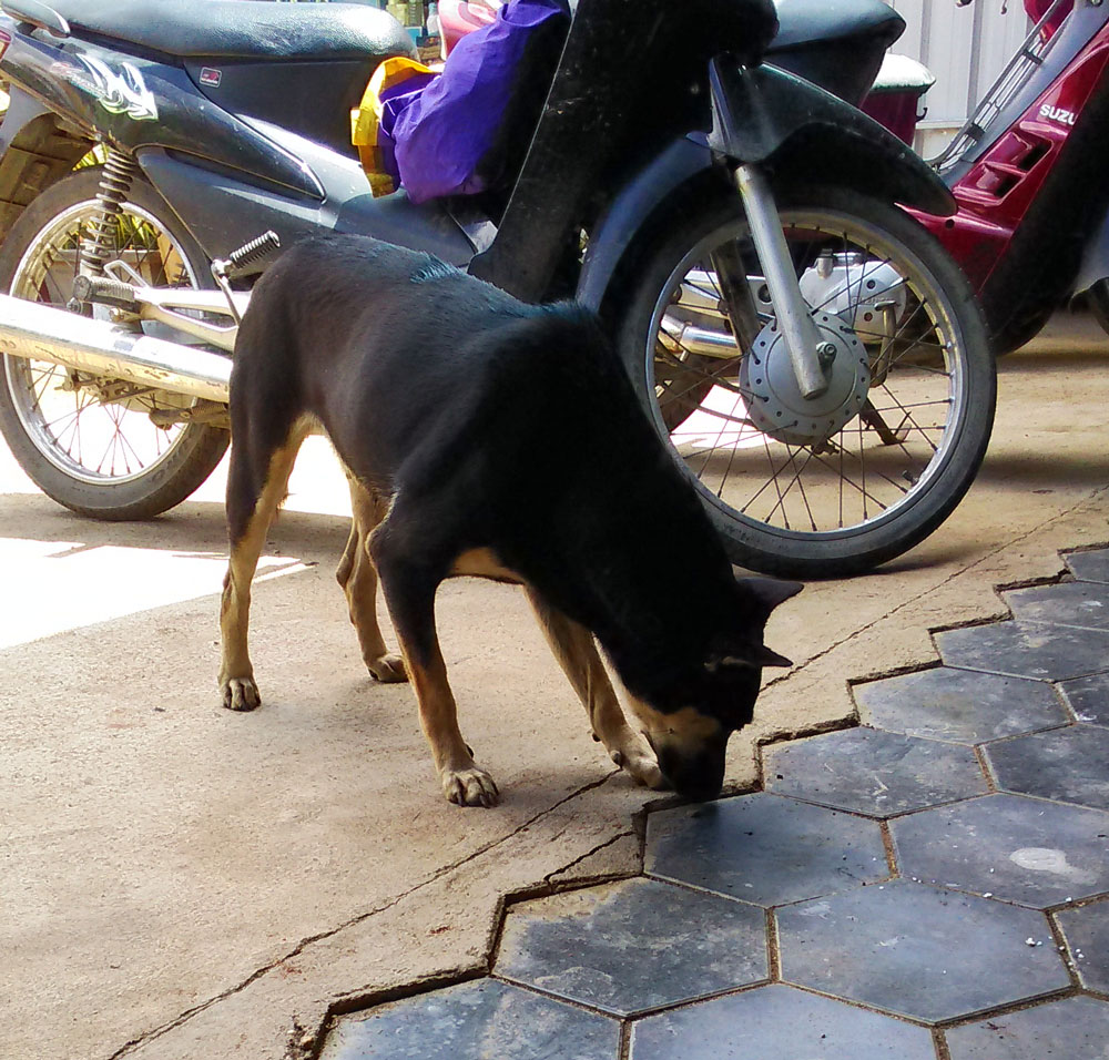 カンボジアの犬