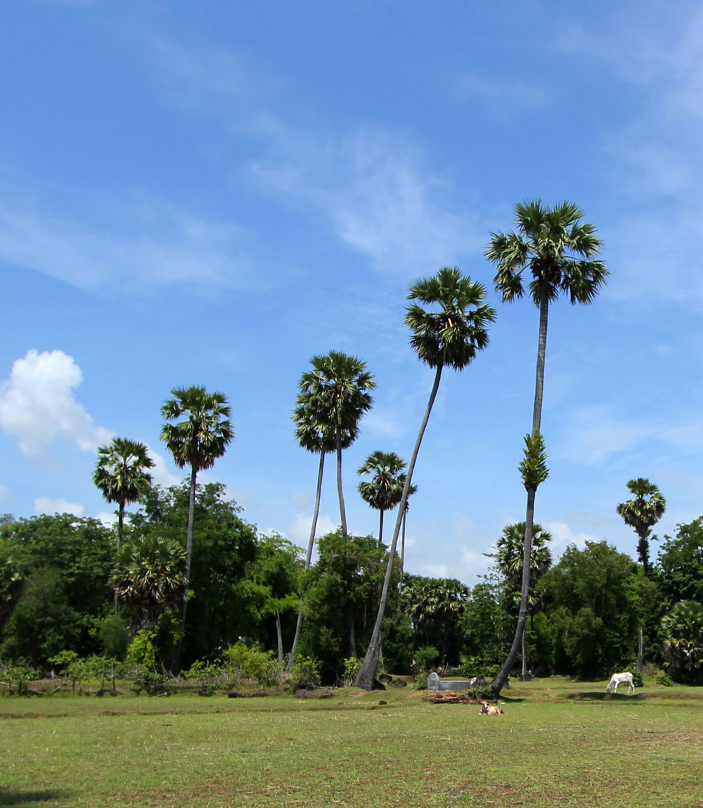 カンボジアの椰子の木