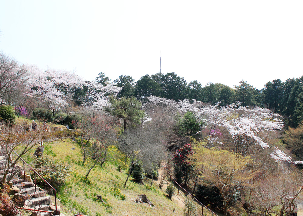 斜面に植えられた桜