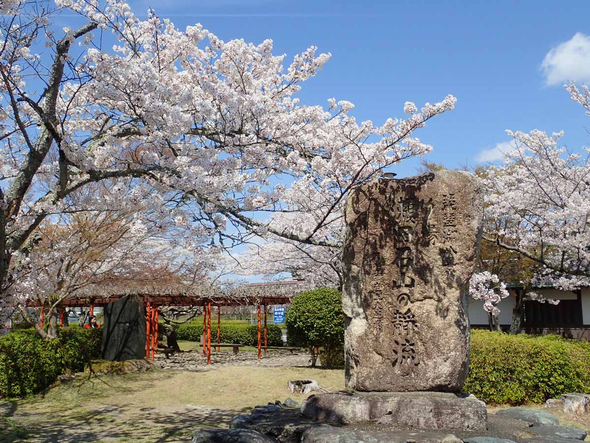 石山寺・東大門前の広場に咲く桜