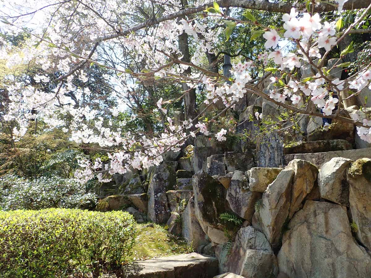 石積み庭園と桜