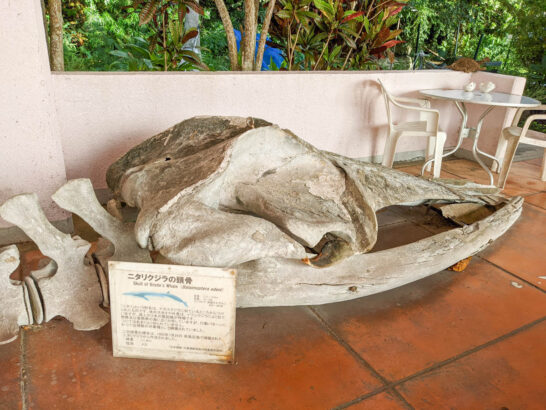 ニタリクジラの頭骨
