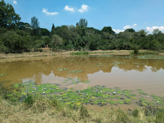 Karura forest lyly lake