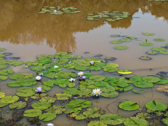 Karura forest lyly lake