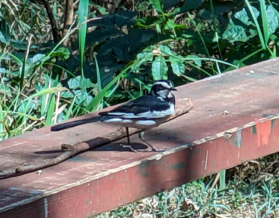 Karura forestで見かけた鳥