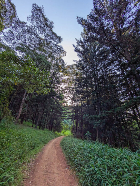 Karura forest