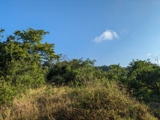 Karura forest