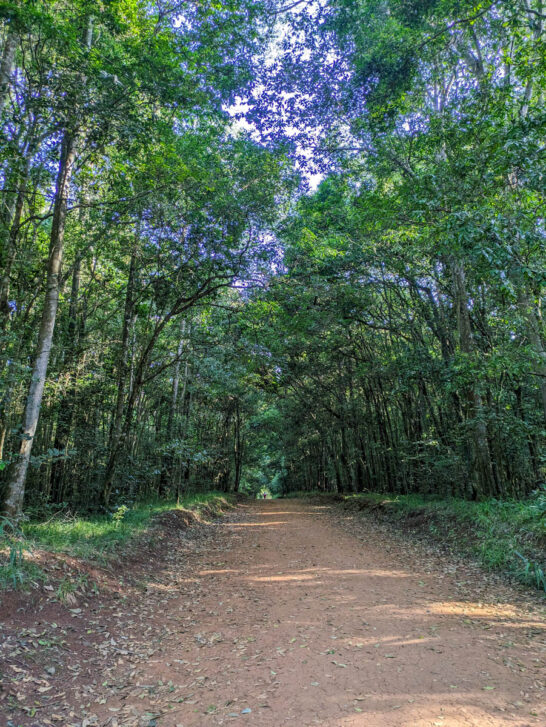 Karura forest