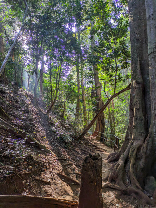 Karura forest