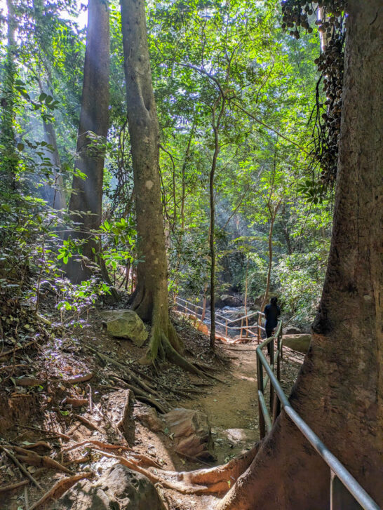 Karura forest