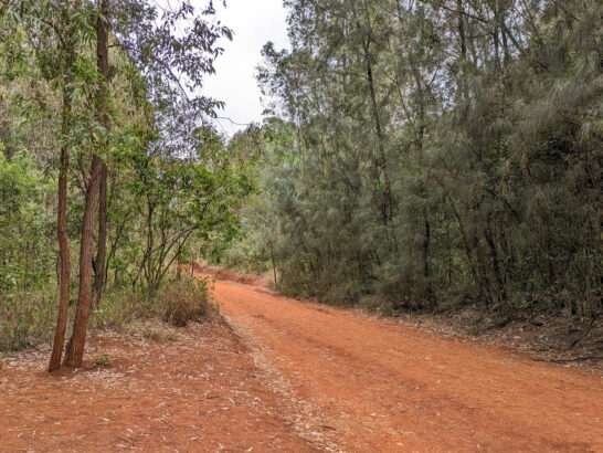 Karura forest